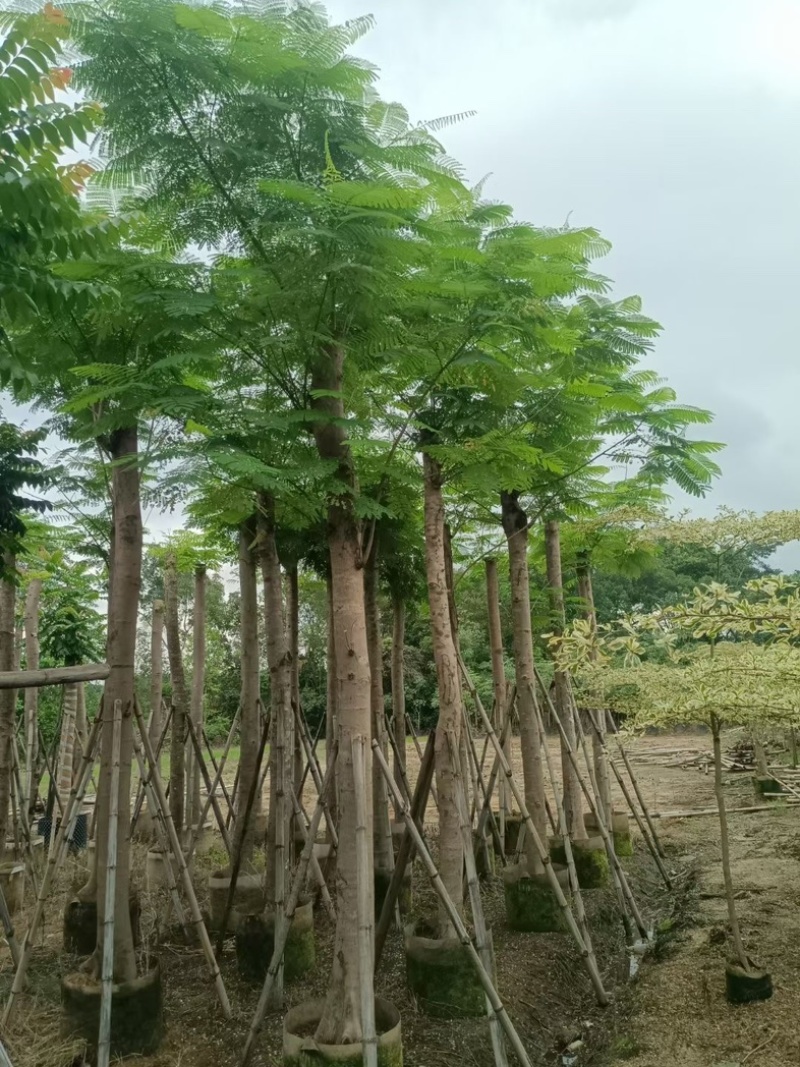 凤凰树/红花楹树15～30公分基地直销规格齐全