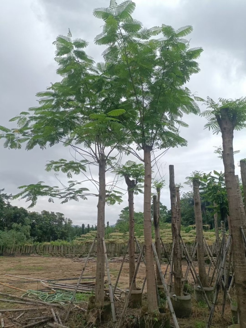 凤凰树/红花楹树15～30公分基地直销规格齐全