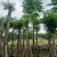 凤凰树/红花楹树15～30公分基地直销规格齐全