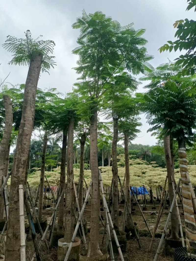 凤凰树/红花楹树15～30公分基地直销规格齐全