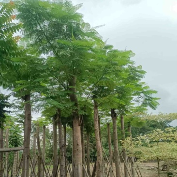 凤凰树/红花楹树15～30公分基地直销规格齐全