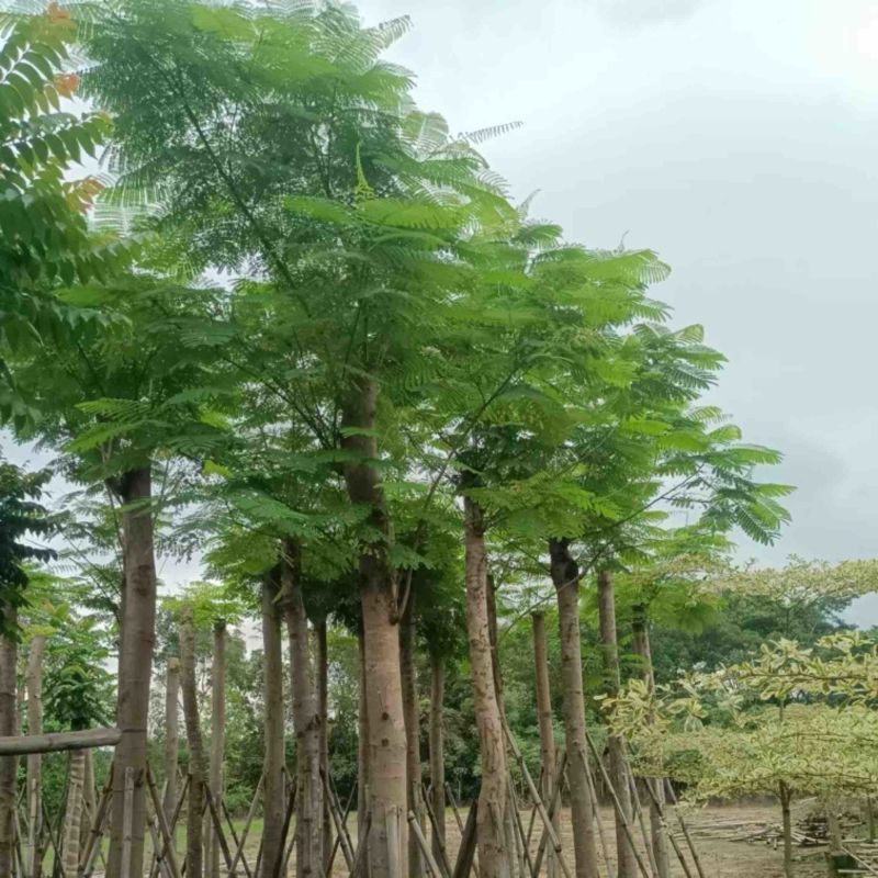 凤凰树/红花楹树15～30公分基地直销规格齐全