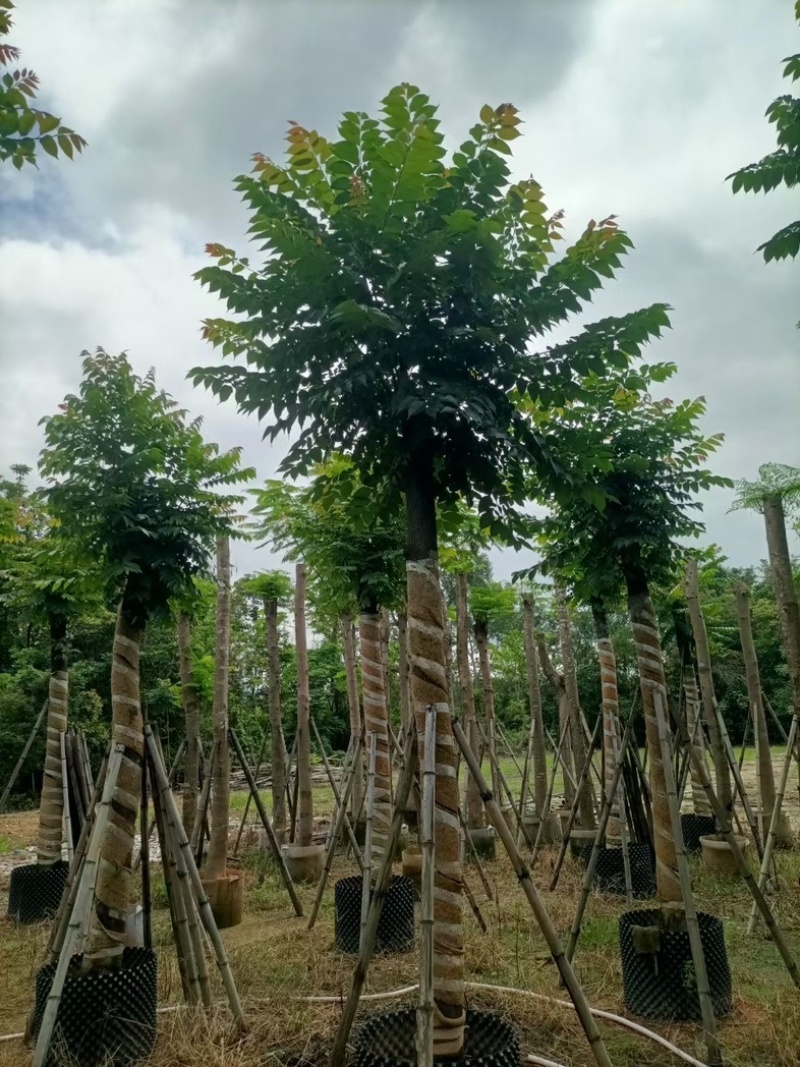 麻楝15～25公分基地直销规格齐全欢迎老板来电咨询
