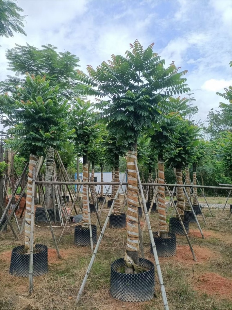 麻楝15～25公分基地直销规格齐全欢迎老板来电咨询