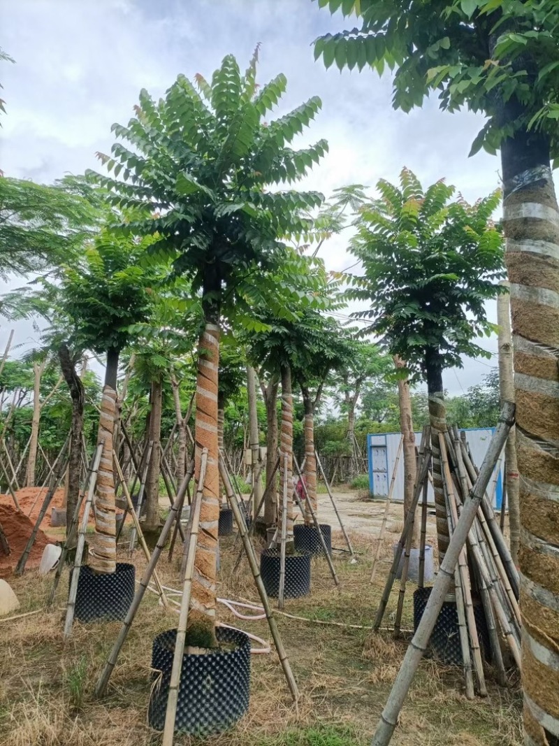 麻楝15～25公分基地直销规格齐全欢迎老板来电咨询