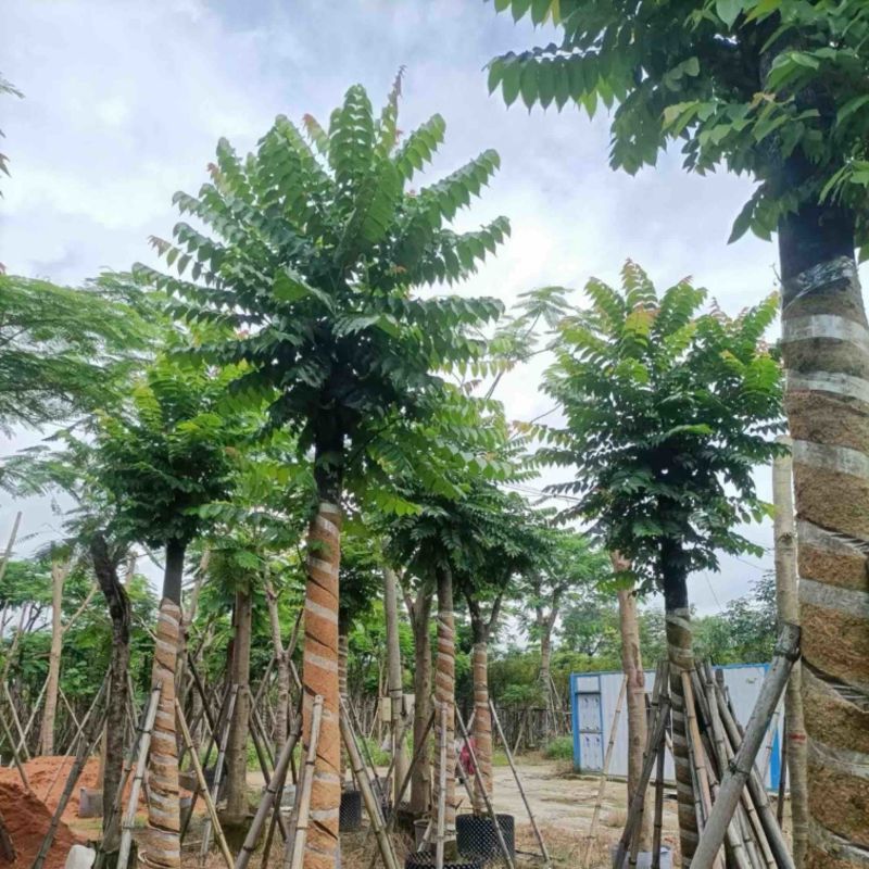 麻楝15～25公分基地直销规格齐全欢迎老板来电咨询