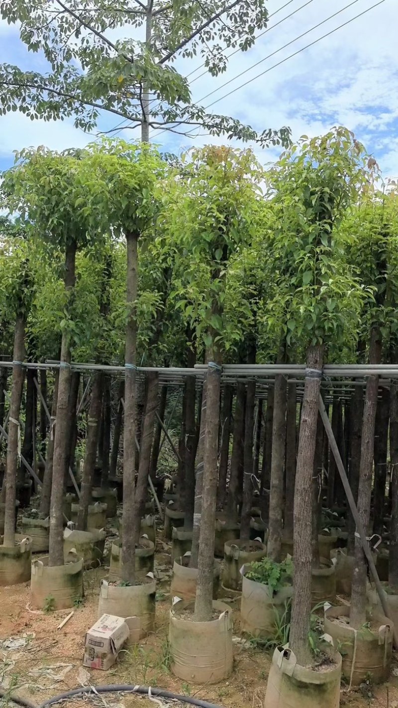 截杆香樟8～15公分规格齐全欢迎老板来电咨询合作
