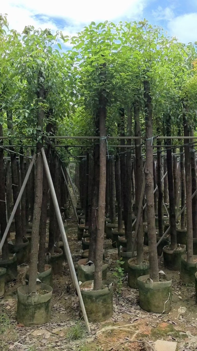 截杆香樟8～15公分规格齐全欢迎老板来电咨询合作