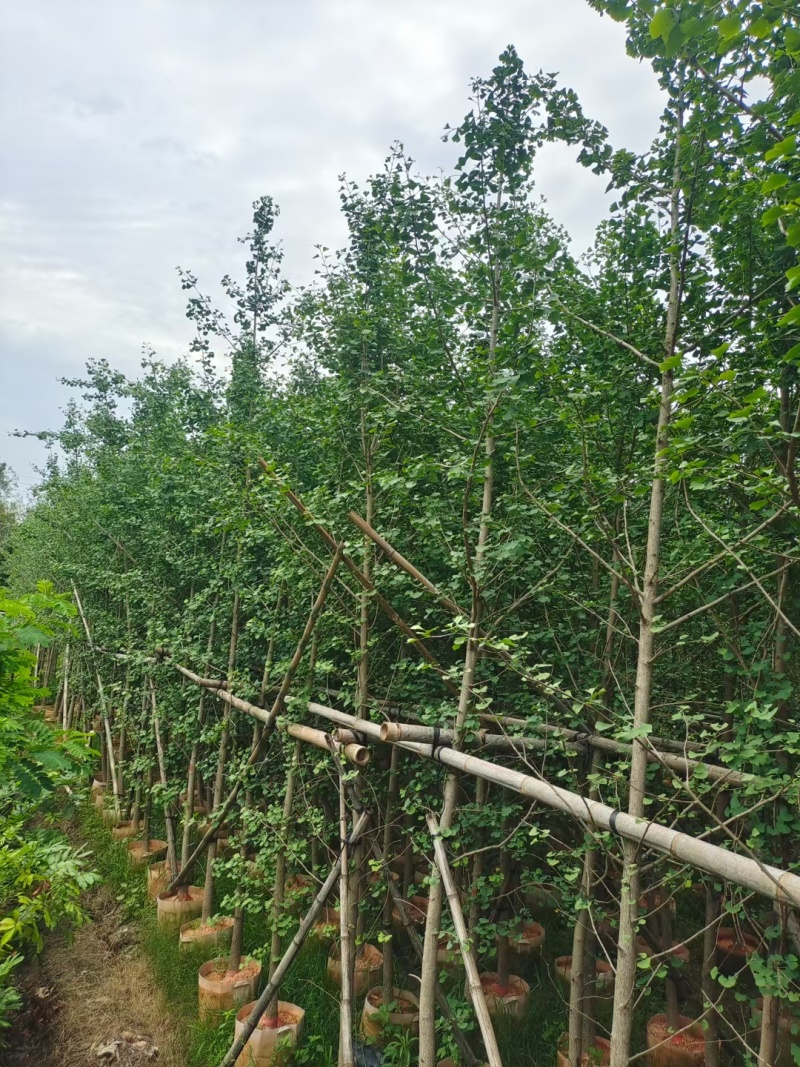 银杏3-5公分基地直发，规格齐全可视频看货。