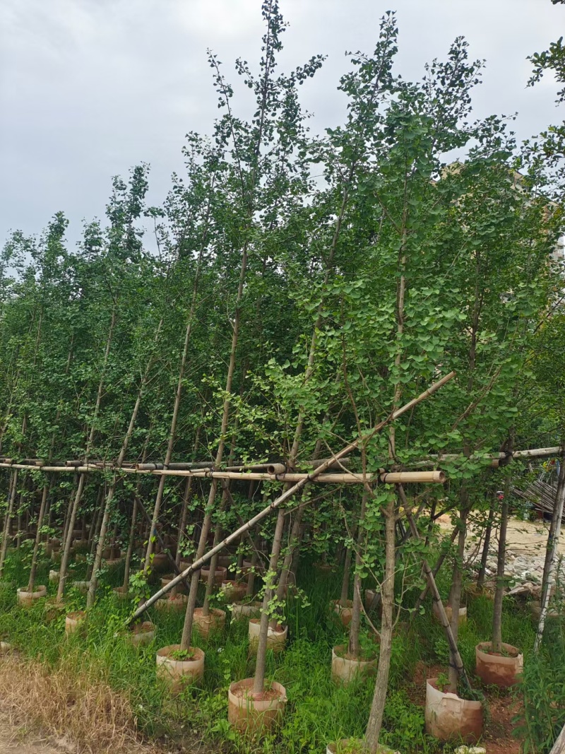 银杏3-5公分基地直发，规格齐全可视频看货。