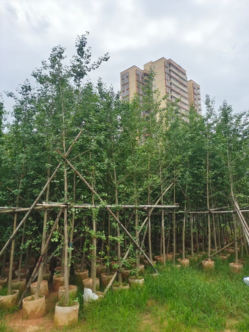 银杏3-5公分基地直发，规格齐全可视频看货。