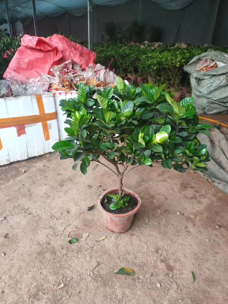 棒棒糖栀子花出售质量优质欢迎老板来电咨询合作