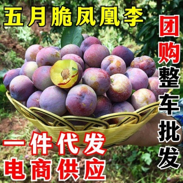 凤凰李一件代发五月脆空心李子脱骨脆红李