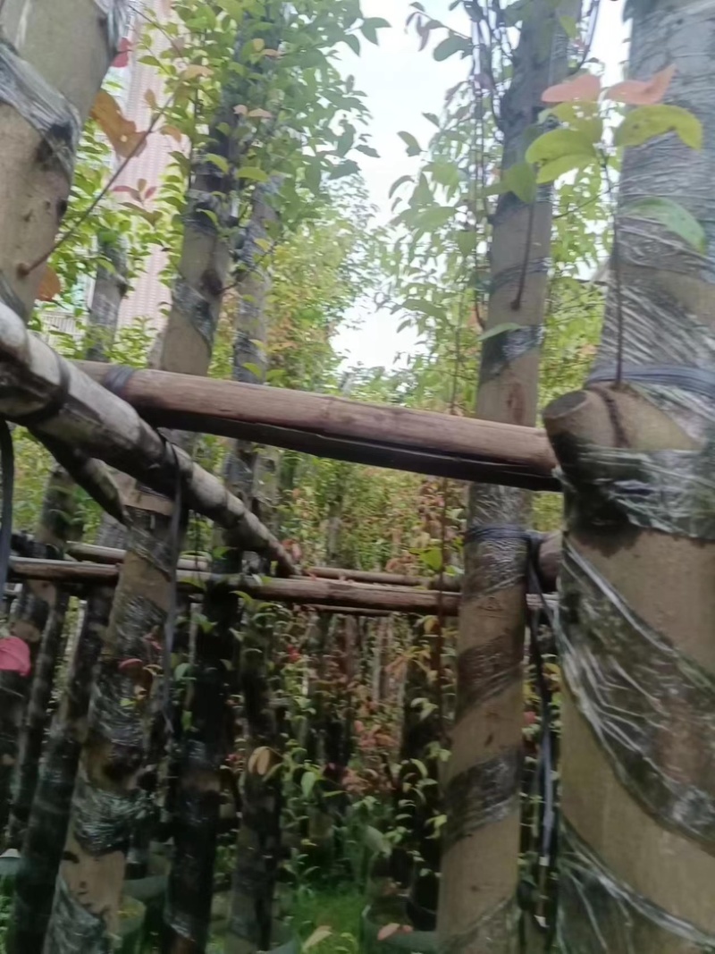 天竺桂/阴香10～15公分基地直销规格齐全