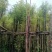 天竺桂/阴香10～15公分基地直销规格齐全
