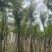 天竺桂/阴香10～15公分基地直销规格齐全