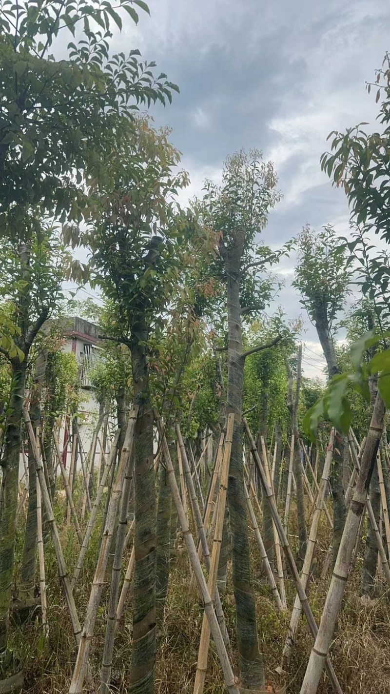 天竺桂/阴香10～15公分基地直销规格齐全