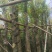 天竺桂/阴香10～15公分基地直销规格齐全