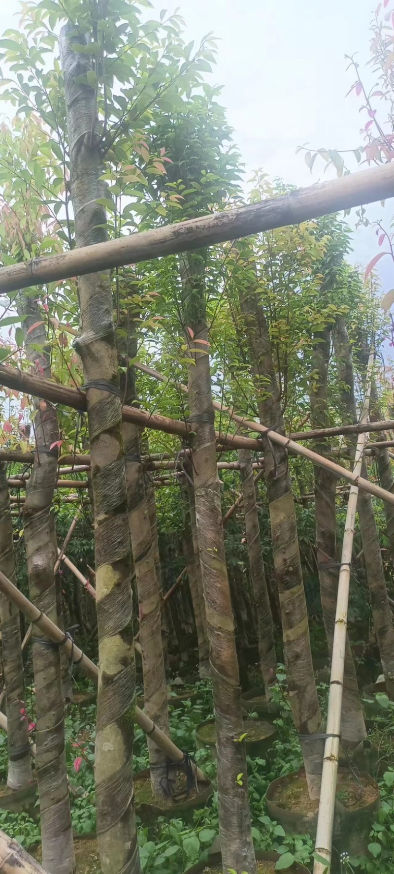 天竺桂/阴香10～15公分基地直销规格齐全