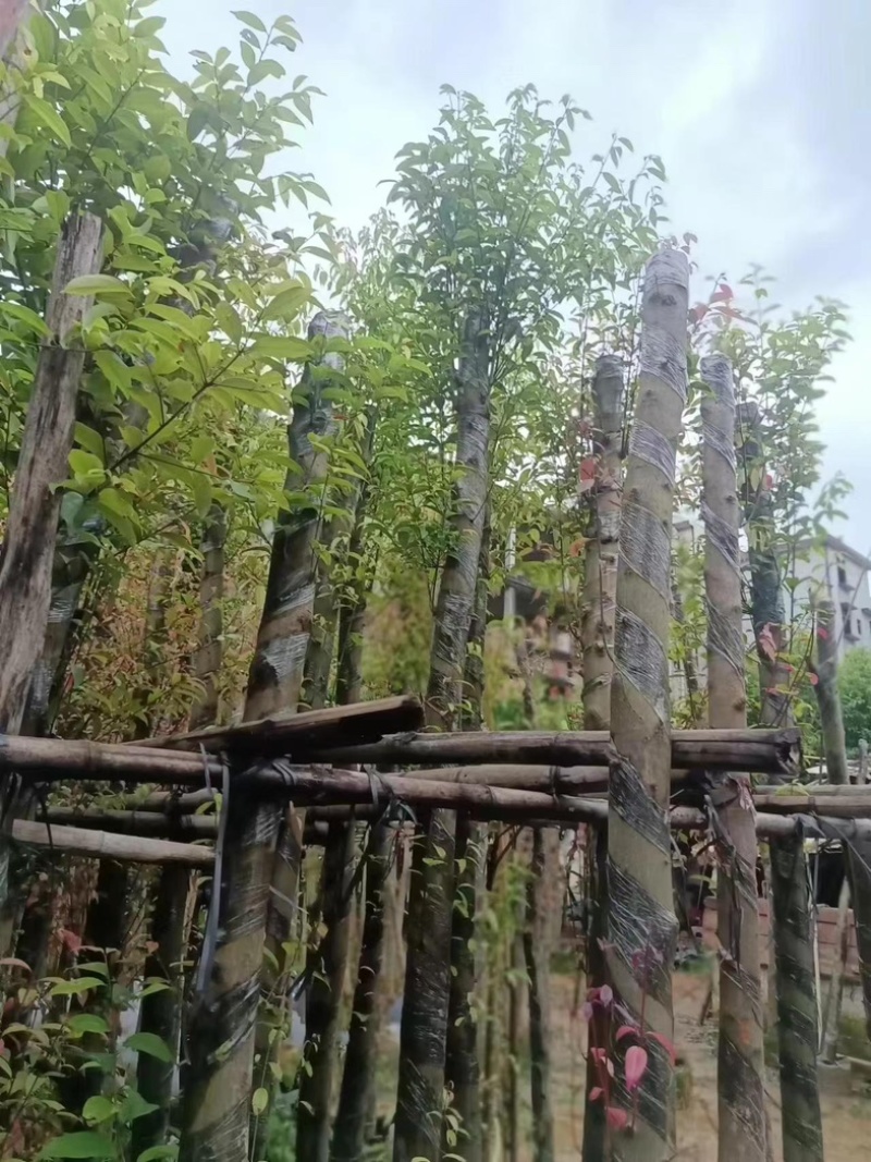 天竺桂/阴香10～15公分基地直销规格齐全