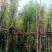 天竺桂/阴香10～15公分基地直销规格齐全