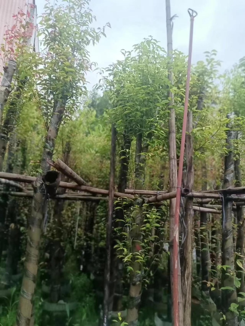 天竺桂/阴香10～15公分基地直销规格齐全