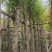 天竺桂/阴香10～15公分基地直销规格齐全