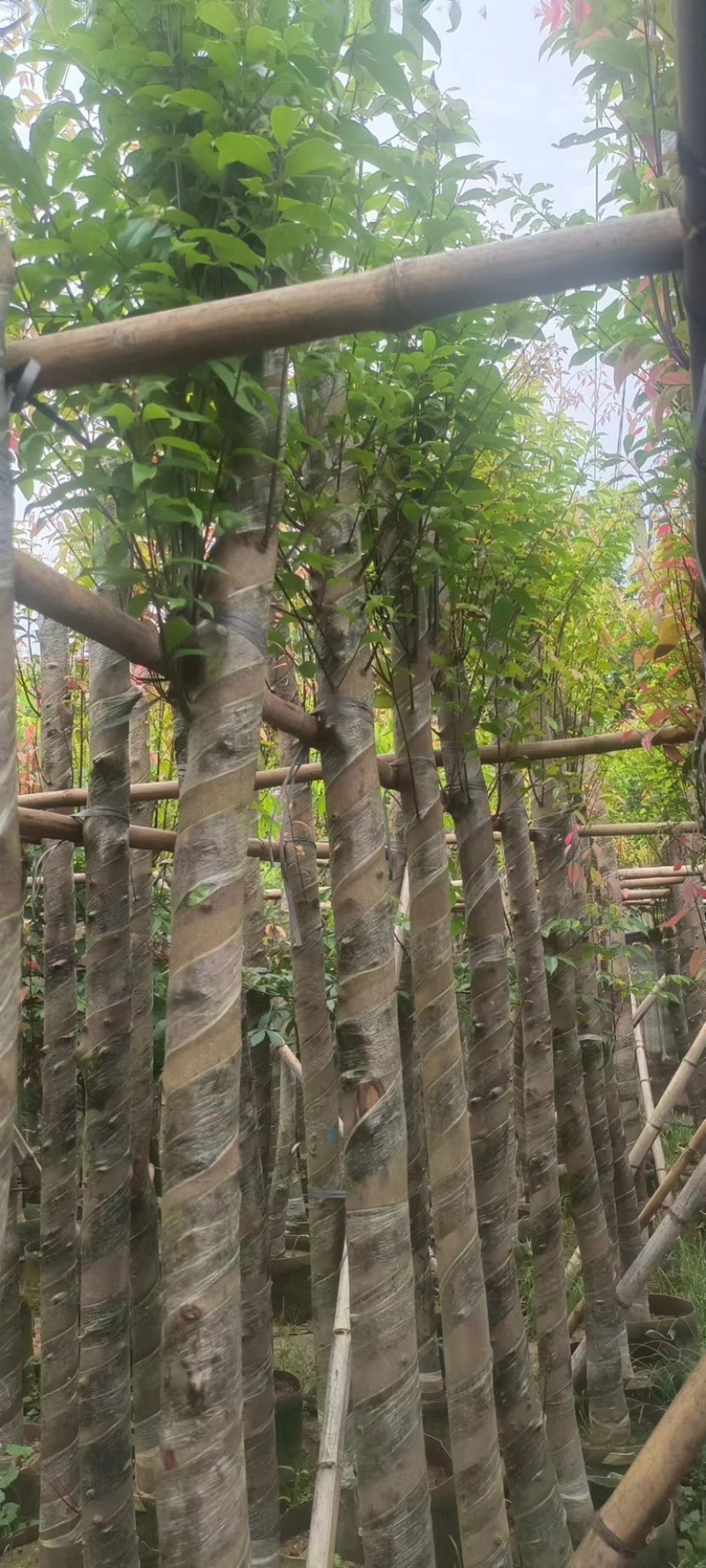 天竺桂/阴香10～15公分基地直销规格齐全