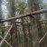 天竺桂/阴香10～15公分基地直销规格齐全