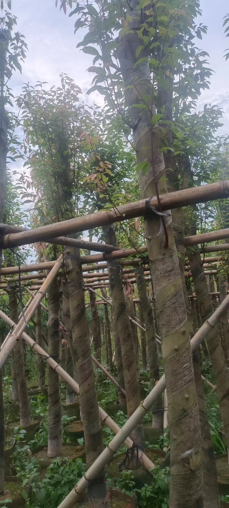 天竺桂/阴香10～15公分基地直销规格齐全