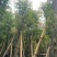 天竺桂/阴香10～15公分基地直销规格齐全