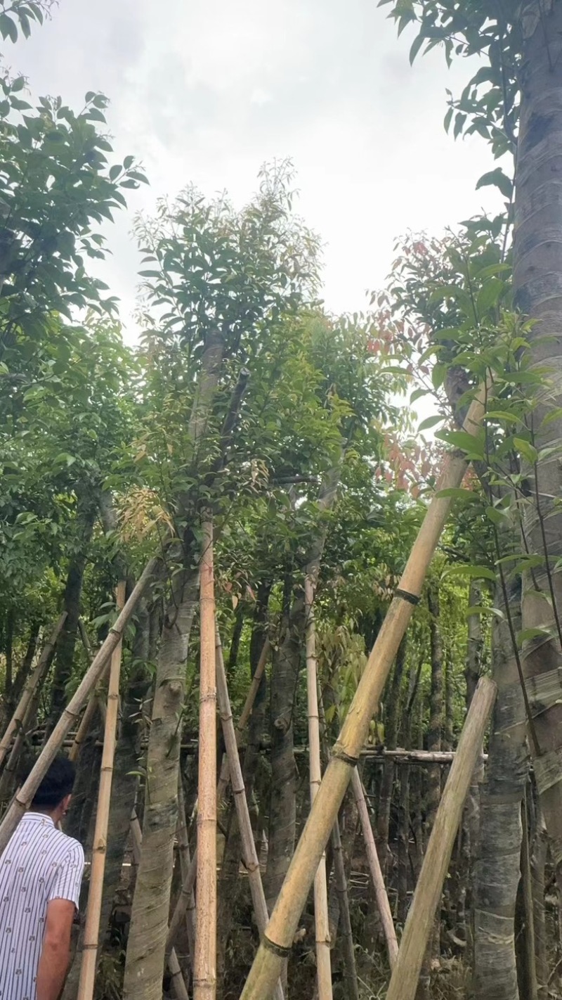 天竺桂/阴香10～15公分基地直销规格齐全