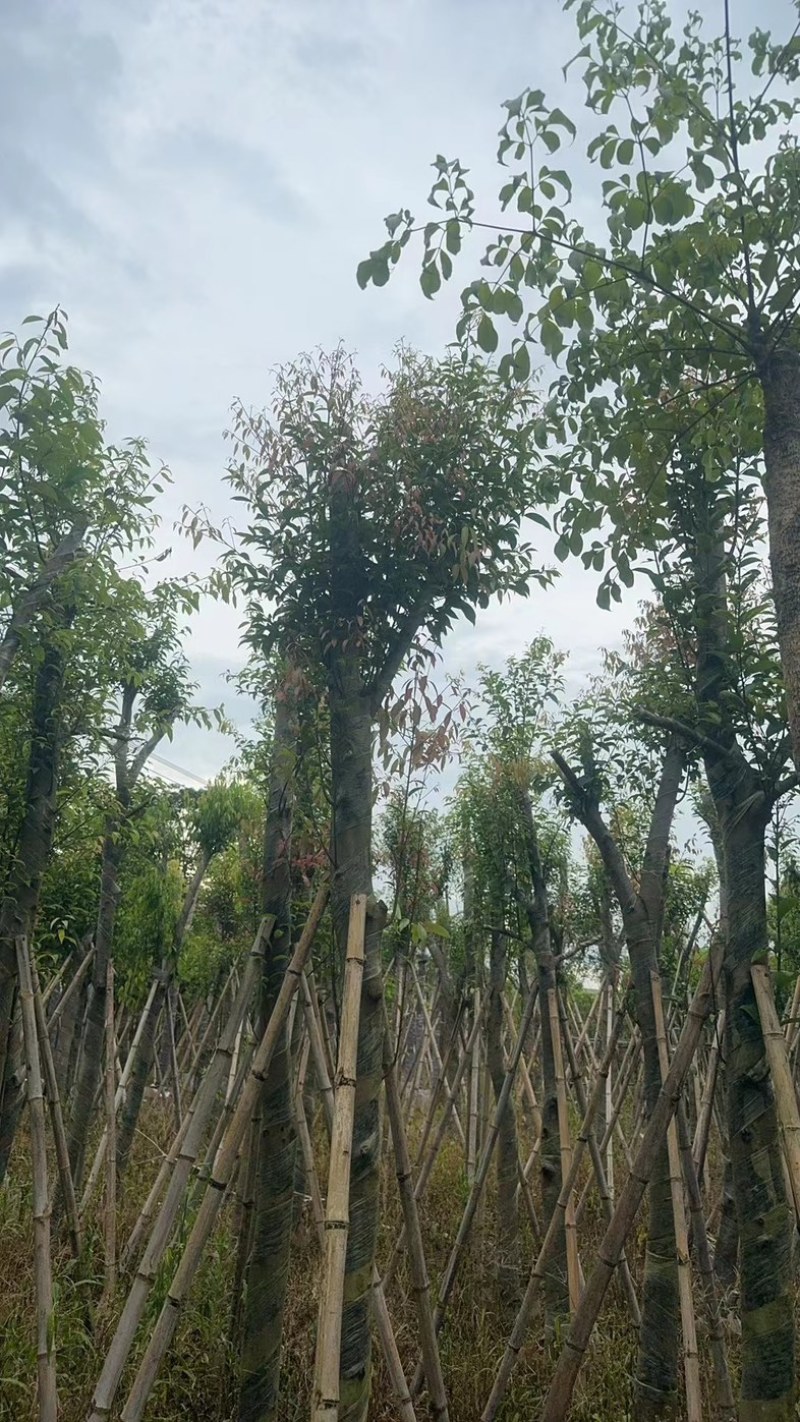 天竺桂/阴香10～15公分基地直销规格齐全