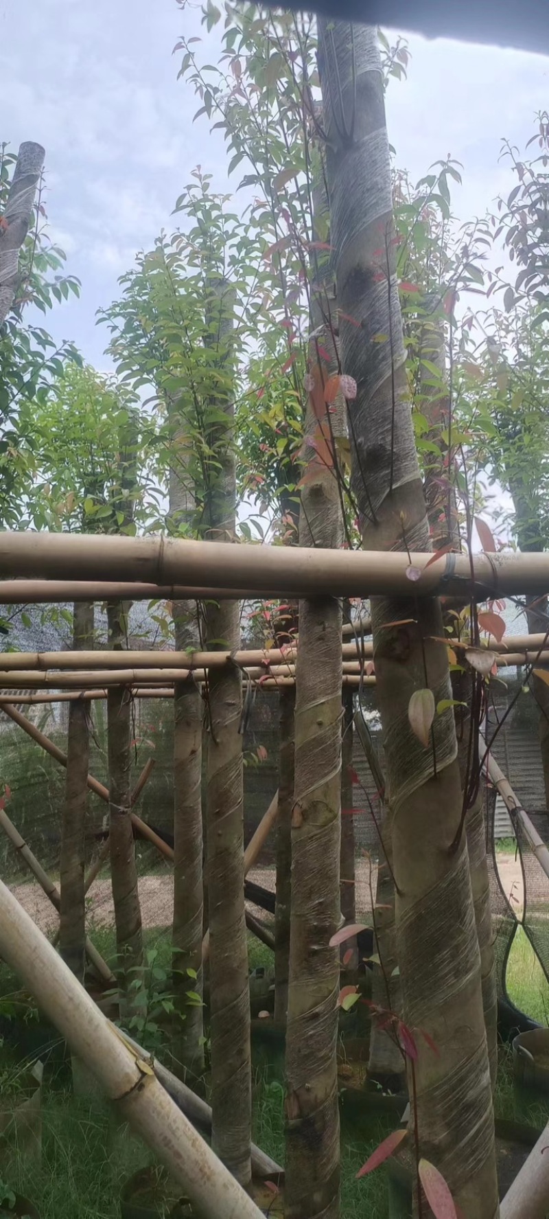 天竺桂/阴香10～15公分基地直销规格齐全