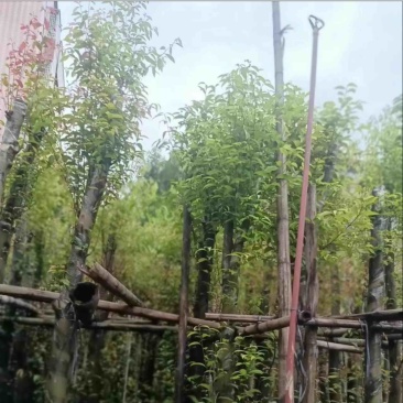 天竺桂/阴香10～15公分基地直销规格齐全
