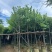 绿美广东乡村绿化产品基地直销规格齐全欢迎老板来电咨询