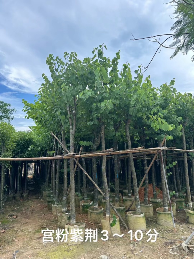 绿美广东乡村绿化产品基地直销规格齐全欢迎老板来电咨询