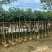 绿美广东乡村绿化产品基地直销规格齐全欢迎老板来电咨询