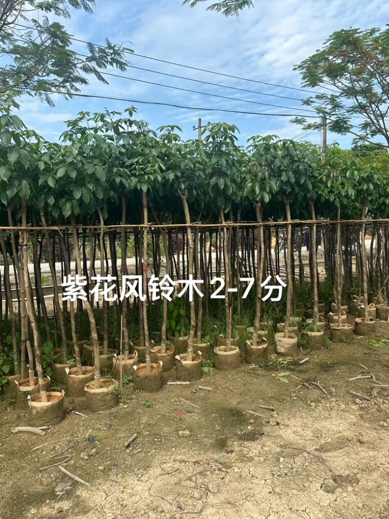 绿美广东乡村绿化产品基地直销规格齐全欢迎老板来电咨询