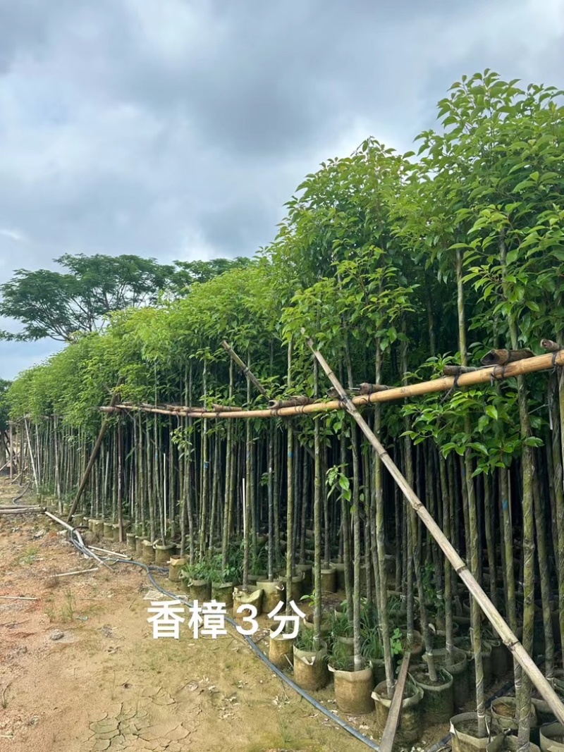 绿美广东乡村绿化产品基地直销规格齐全欢迎老板来电咨询