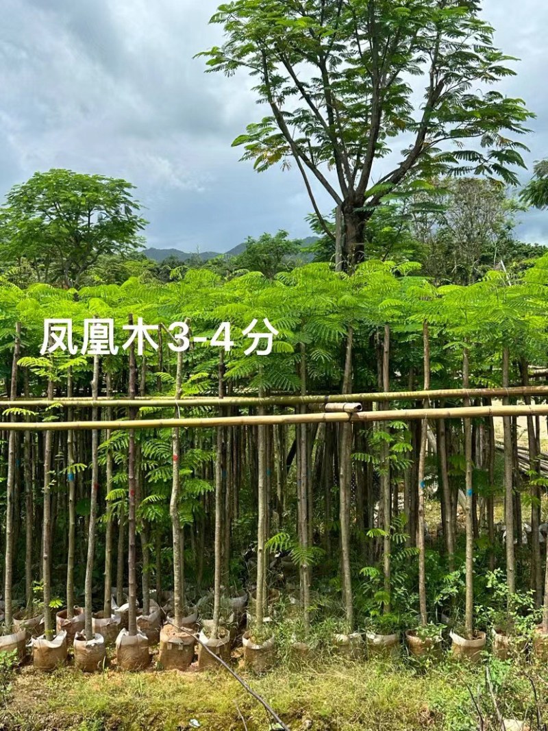 绿美广东乡村绿化产品基地直销规格齐全欢迎老板来电咨询