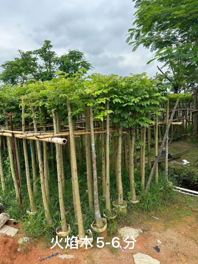 绿美广东乡村绿化产品基地直销规格齐全欢迎老板来电咨询