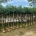 绿美广东乡村绿化产品基地直销规格齐全欢迎老板来电咨询