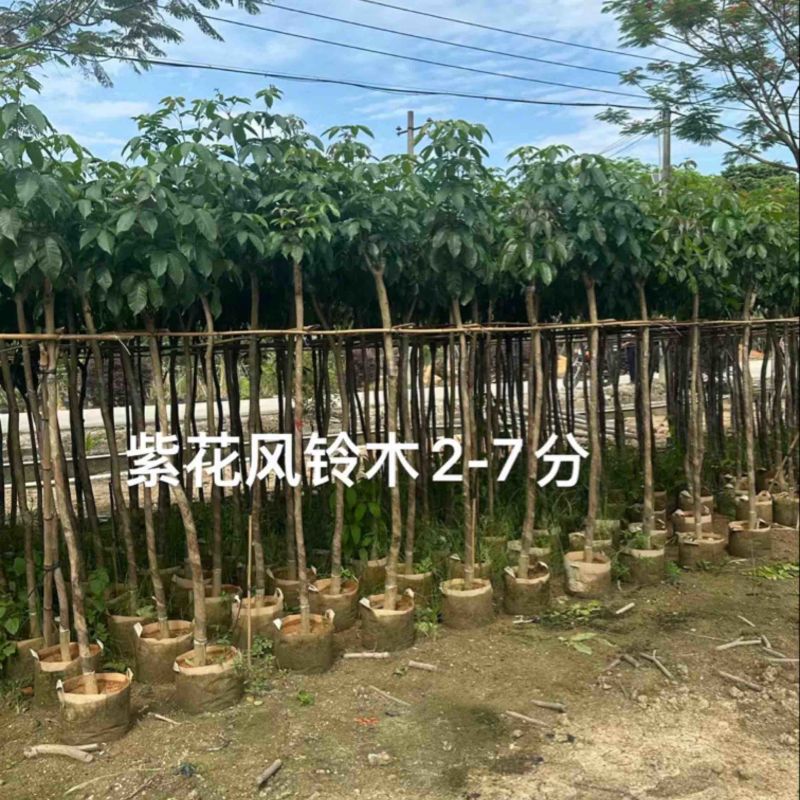 绿美广东乡村绿化产品基地直销规格齐全欢迎老板来电咨询