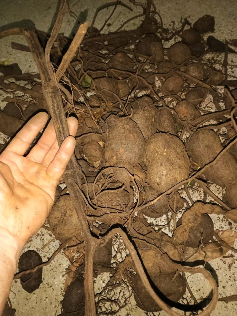 贵州野生三叶青