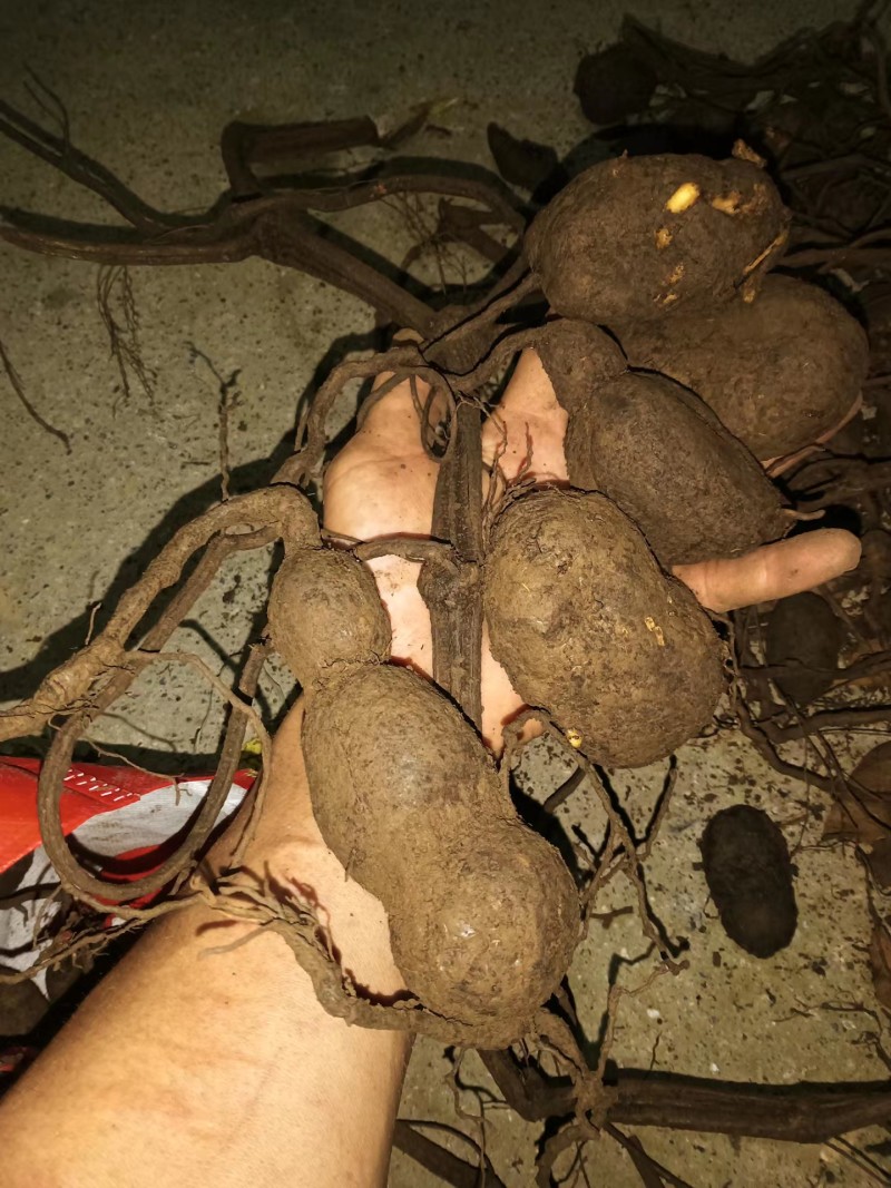 贵州野生三叶青