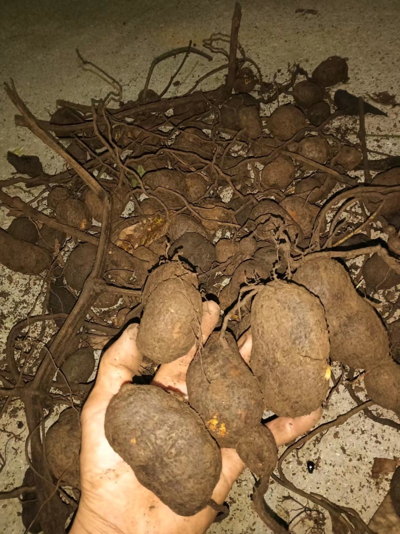 贵州野生三叶青