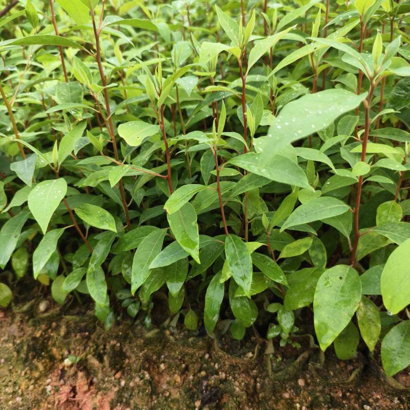 山苍子苗苗场直销，一手货，苗子漂亮，价钱美丽