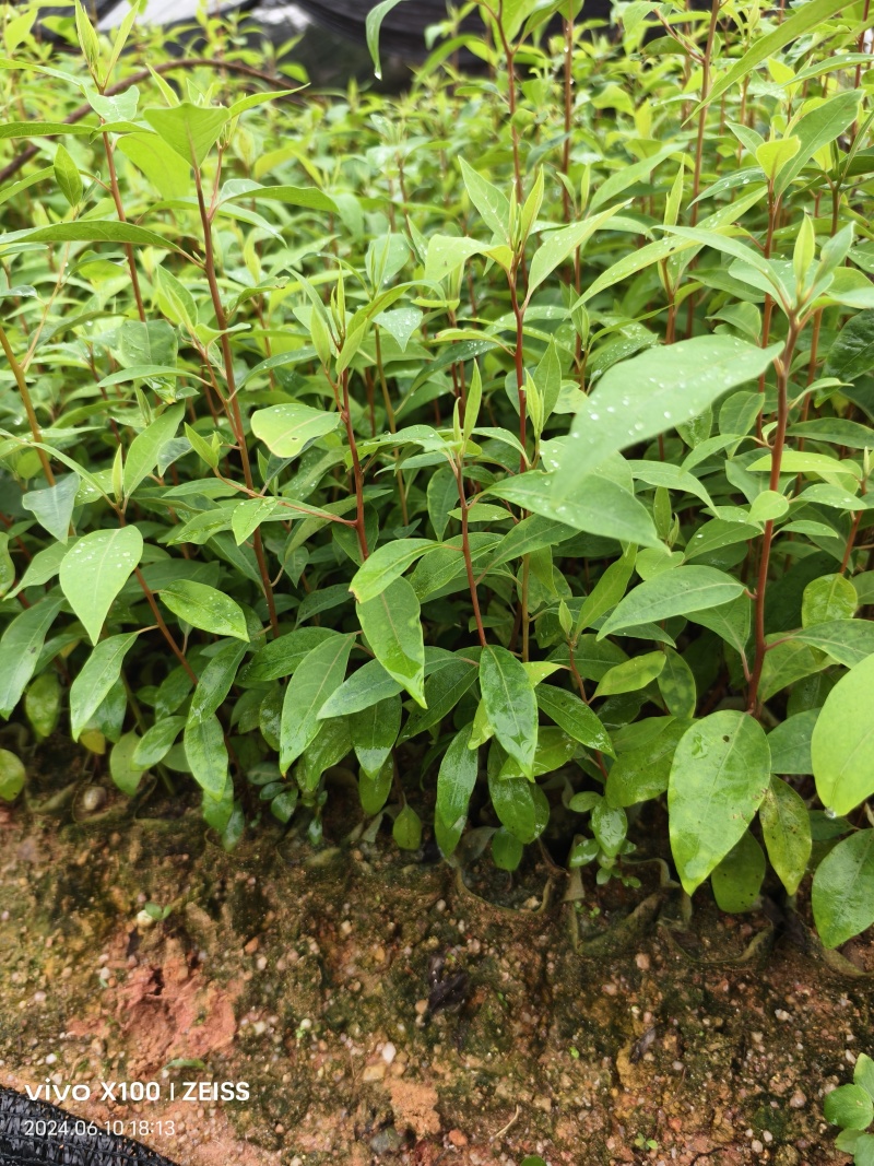 山苍子苗苗场直销，一手货，苗子漂亮，价钱美丽