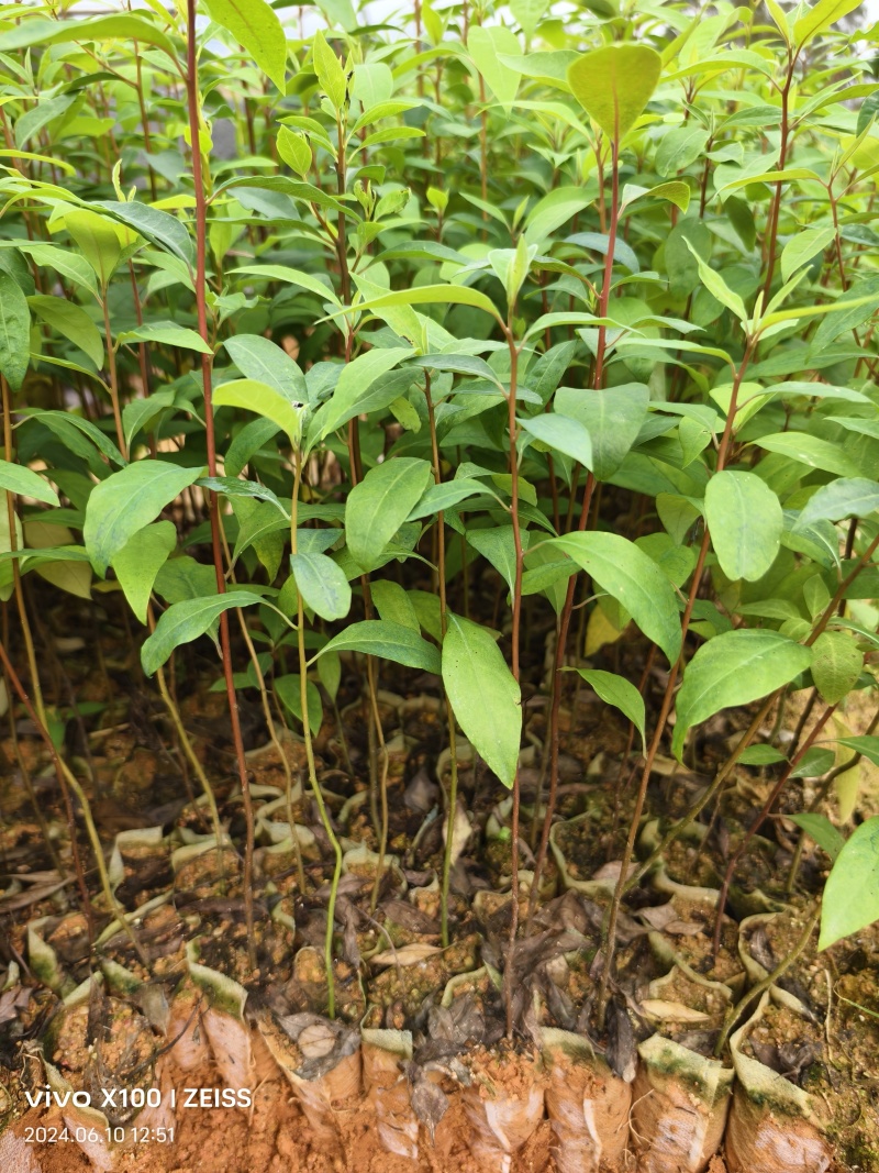 山苍子苗苗场直销，一手货，苗子漂亮，价钱美丽